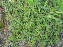 Image of round copperleaf