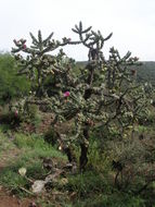 Image of tree cholla