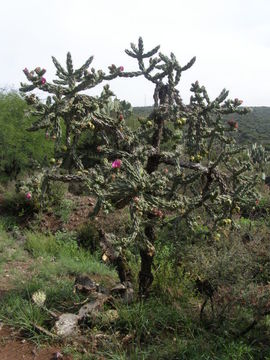 Image de Cylindropuntia imbricata (Haw.) F. M. Knuth