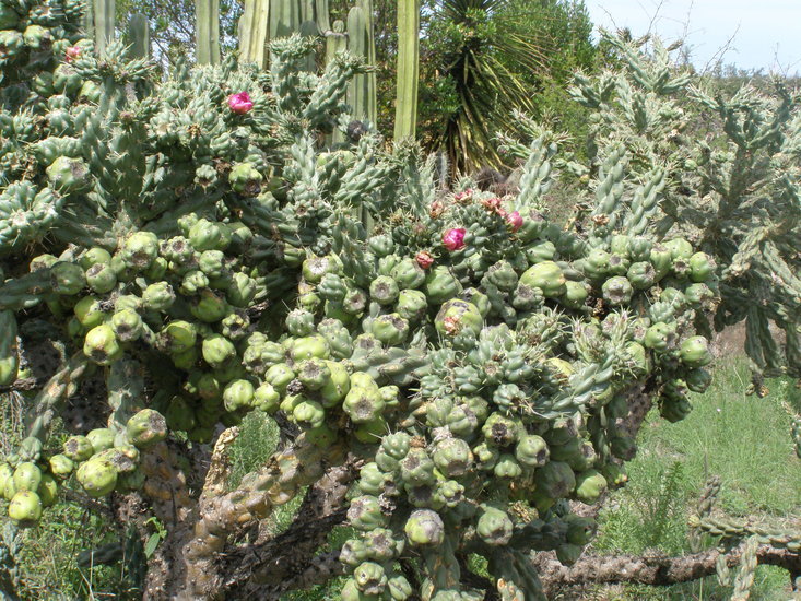 Image de Cylindropuntia imbricata (Haw.) F. M. Knuth