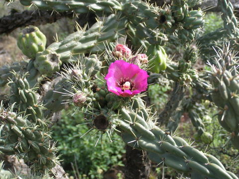 Image of tree cholla