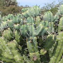 Image of Myrtillocactus