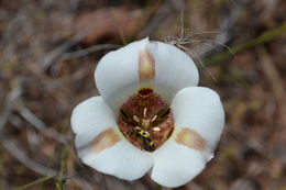 Image of superb mariposa lily