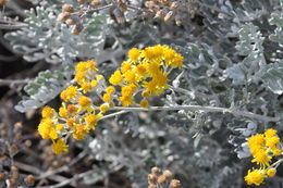 Plancia ëd Jacobaea maritima subsp. bicolor (Willd.) B. Nord. & Greuter