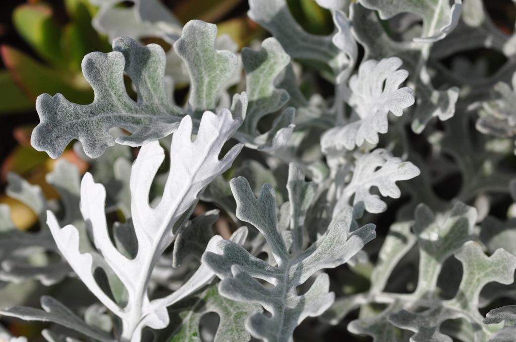 Image of Jacobaea maritima subsp. bicolor (Willd.) B. Nord. & Greuter