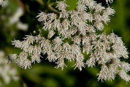 Image of common boneset