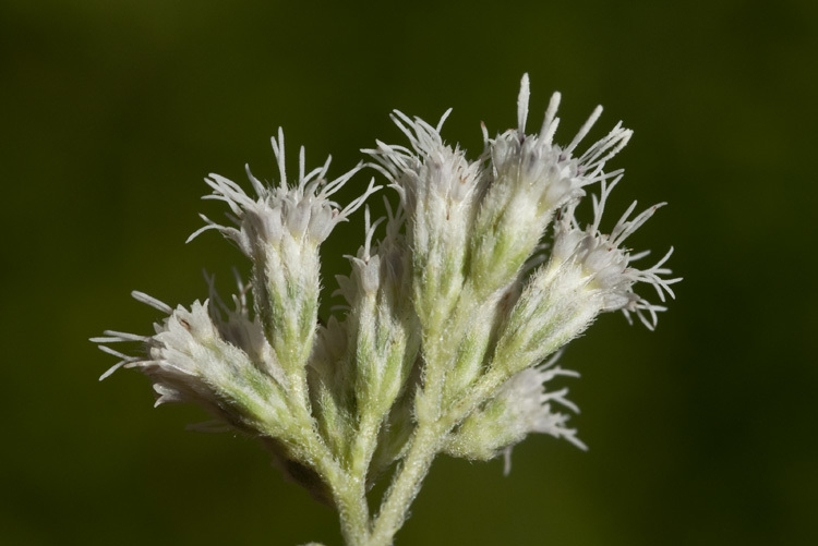 Image of common boneset