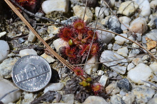 Imagem de Drosera rotundifolia L.