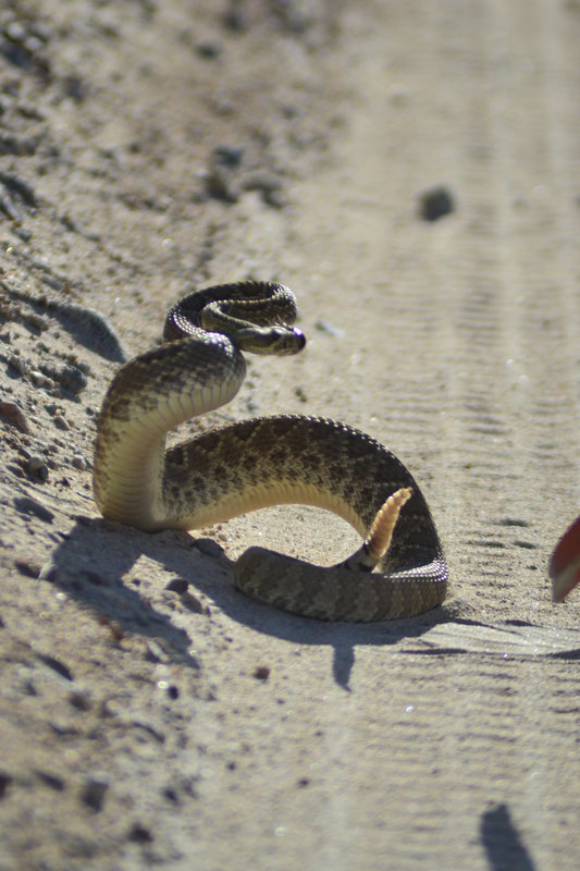 Image of Mohave Rattlesnake