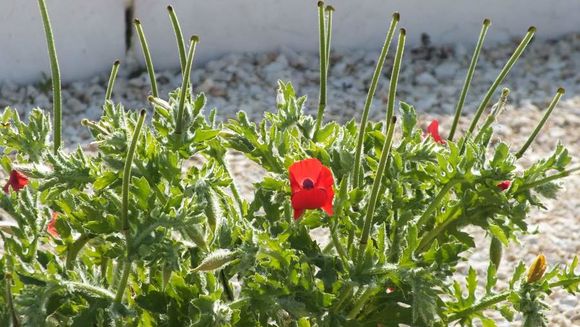 Image de Glaucium corniculatum (L.) J. H. Rudolph