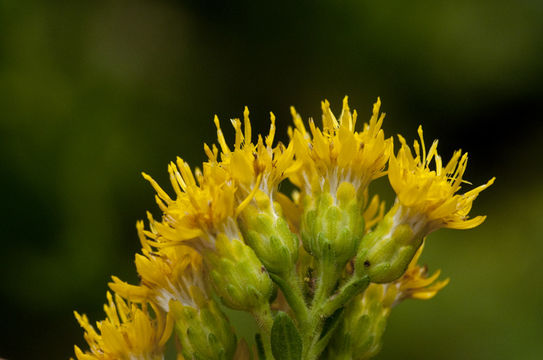 Image of <i>Solidago <i>rigida</i></i> ssp. rigida