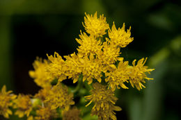 Image of <i>Solidago <i>rigida</i></i> ssp. rigida