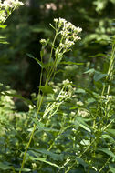 Image of false Indian plantain