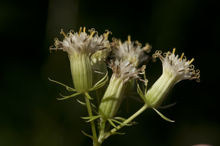 Plancia ëd Hasteola suaveolens (L.) Pojark.