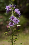 Слика од <i>Liatris scariosa</i> var. <i>novae-angliae</i>