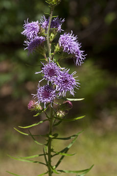 Image de <i>Liatris scariosa</i> var. <i>novae-angliae</i>