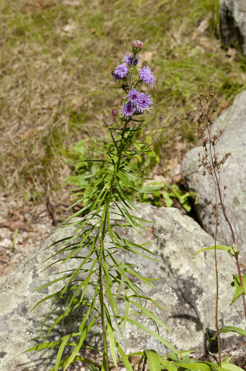 Image of New England blazing star