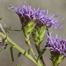 Image of New England blazing star