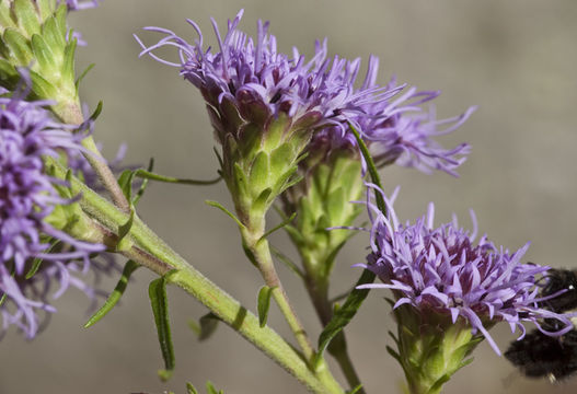 Image of New England blazing star