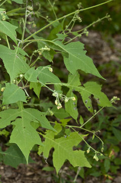 Polymnia canadensis L. resmi