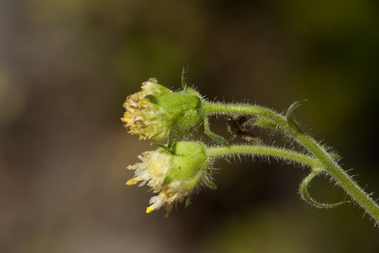 Polymnia canadensis L. resmi