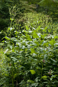 Silphium perfoliatum var. connatum (L.) Cronq. resmi