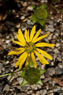 Silphium perfoliatum var. connatum (L.) Cronq. resmi