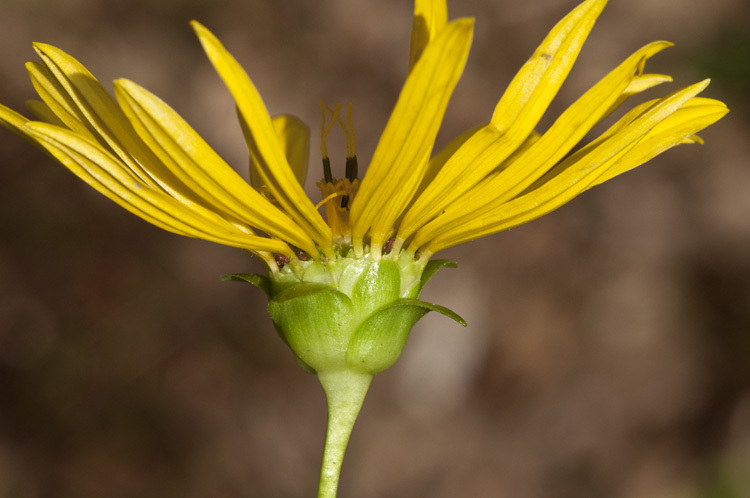 Silphium perfoliatum var. connatum (L.) Cronq. resmi