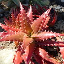 Sivun Aloe dorotheae A. Berger kuva