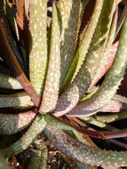 Image of Aloe pictifolia D. S. Hardy