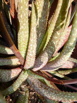 Aloe pictifolia D. S. Hardy resmi