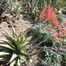 Image of Aloe percrassa Tod.