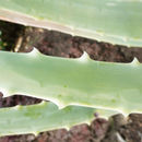 Image of Aloe porphyrostachys Lavranos & Collen.
