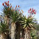 Image of Thicket aloe