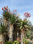 Aloe rupestris Baker resmi