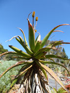 Image of Aloe rupestris Baker