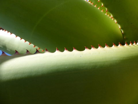 Image of Aloe rupestris Baker