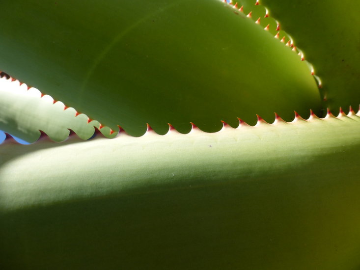 Aloe rupestris Baker resmi