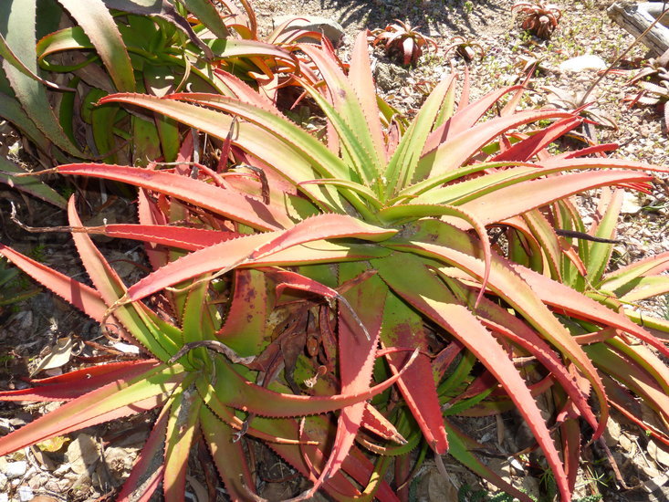 Image de Aloe tauri L. C. Leach