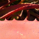 Image of Aloe tauri L. C. Leach