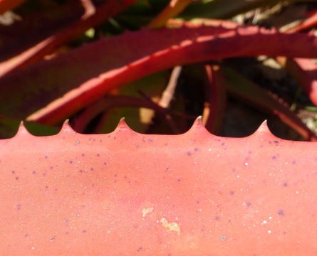 Image of Aloe tauri L. C. Leach