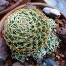 Image of <i>Mammillaria camptotricha</i>