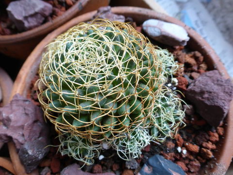 Image of <i>Mammillaria camptotricha</i>