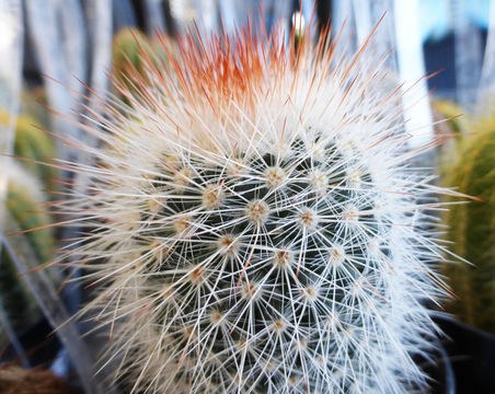 Image de Mammillaria spinosissima Lem.