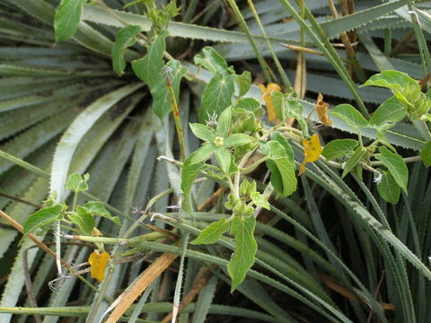 Gonolobus chloranthus Schltdl.的圖片