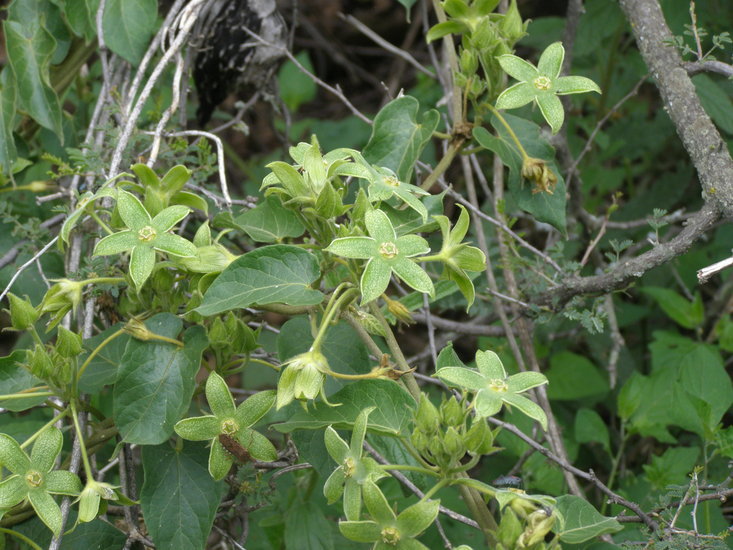 Gonolobus chloranthus Schltdl.的圖片