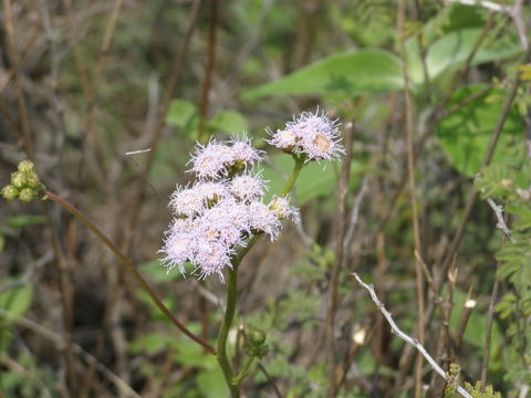 Imagem de Ageratum corymbosum Zucc.