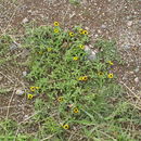 Image of Mexican creeping zinnia