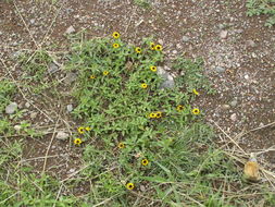 Слика од Sanvitalia procumbens Lam.