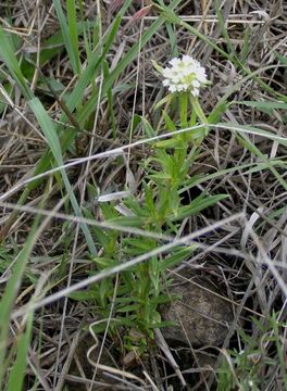 Image of Chinati stoneseed